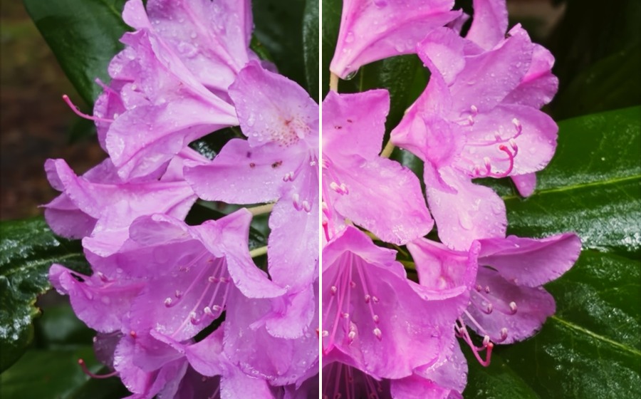 Split example of fused flower image before and after consumer color palette