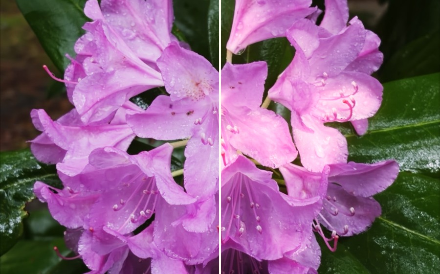 Split example of fused flower image before and after warm highlight bloom