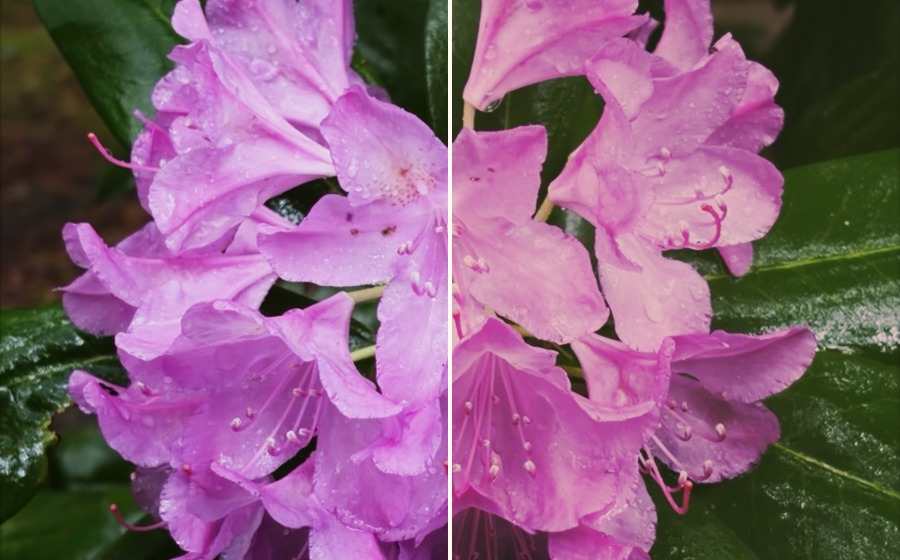 Split example of fused flower image before and after film density response