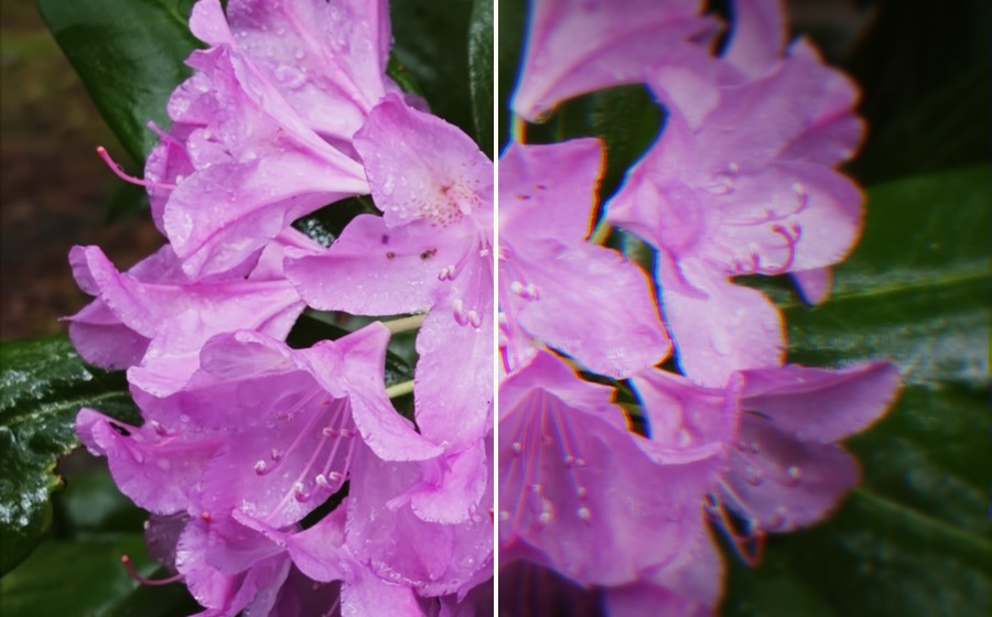 Split example of fused flower image before and after edge softness, vignette, and chromatic fringing