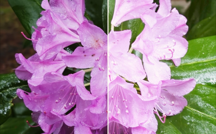 Split example of fused flower image before and after print paper response