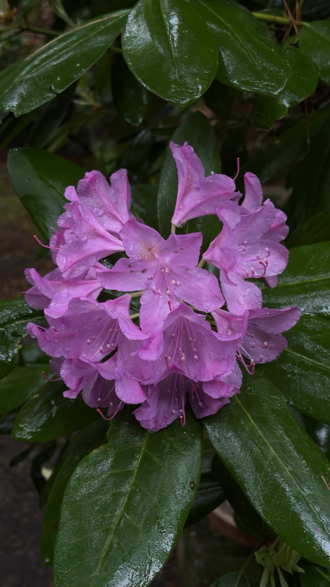 Selected purple rhododendron source frame from Tensei