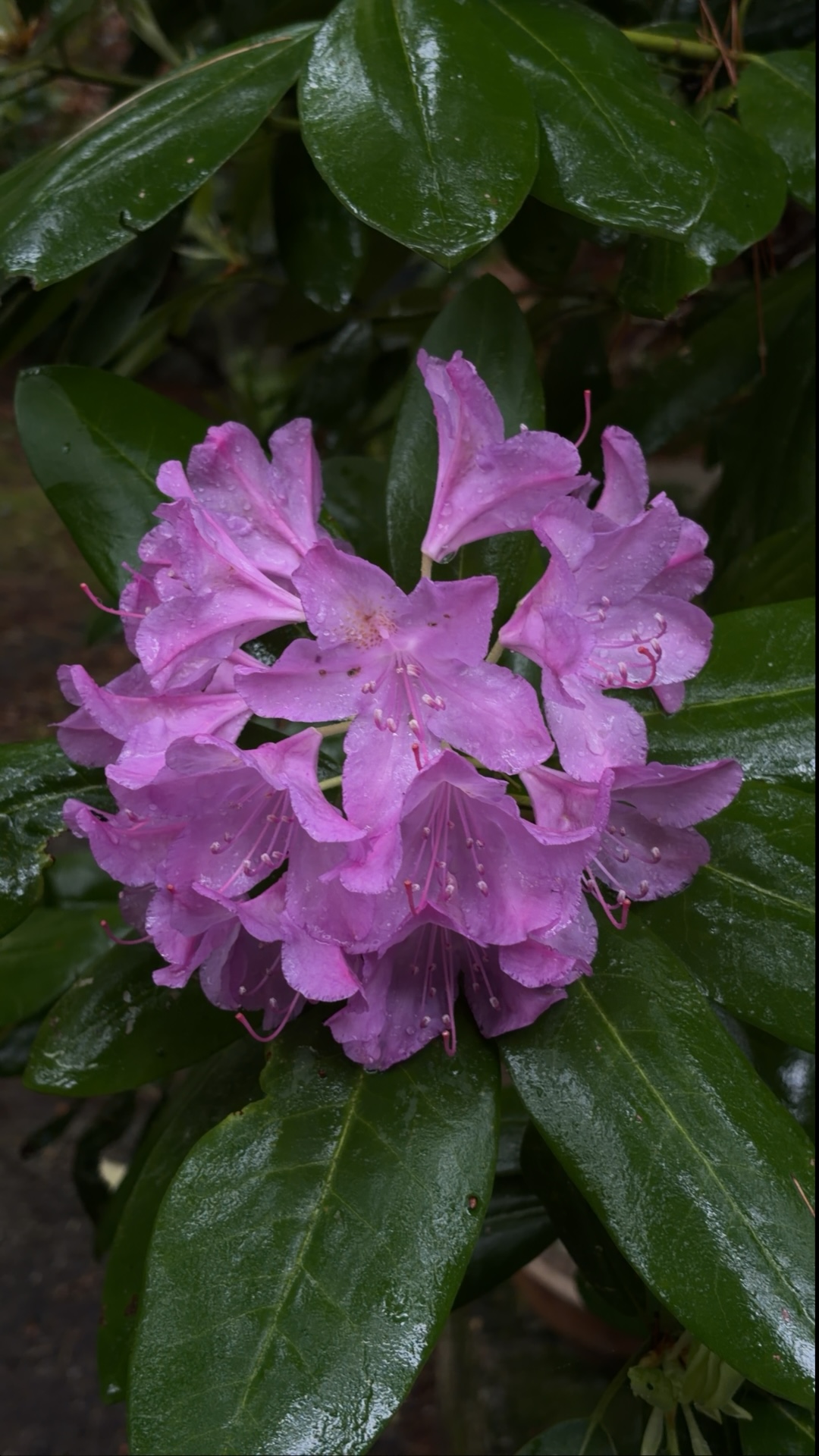 Aligned purple rhododendron source frame from Tensei