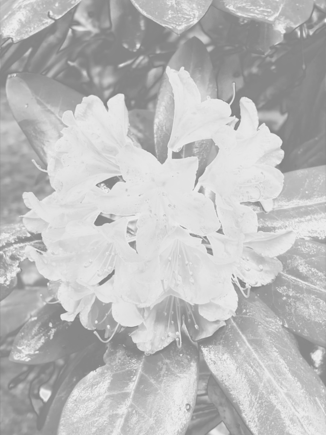 Inverted headroom map for the purple rhododendron capture